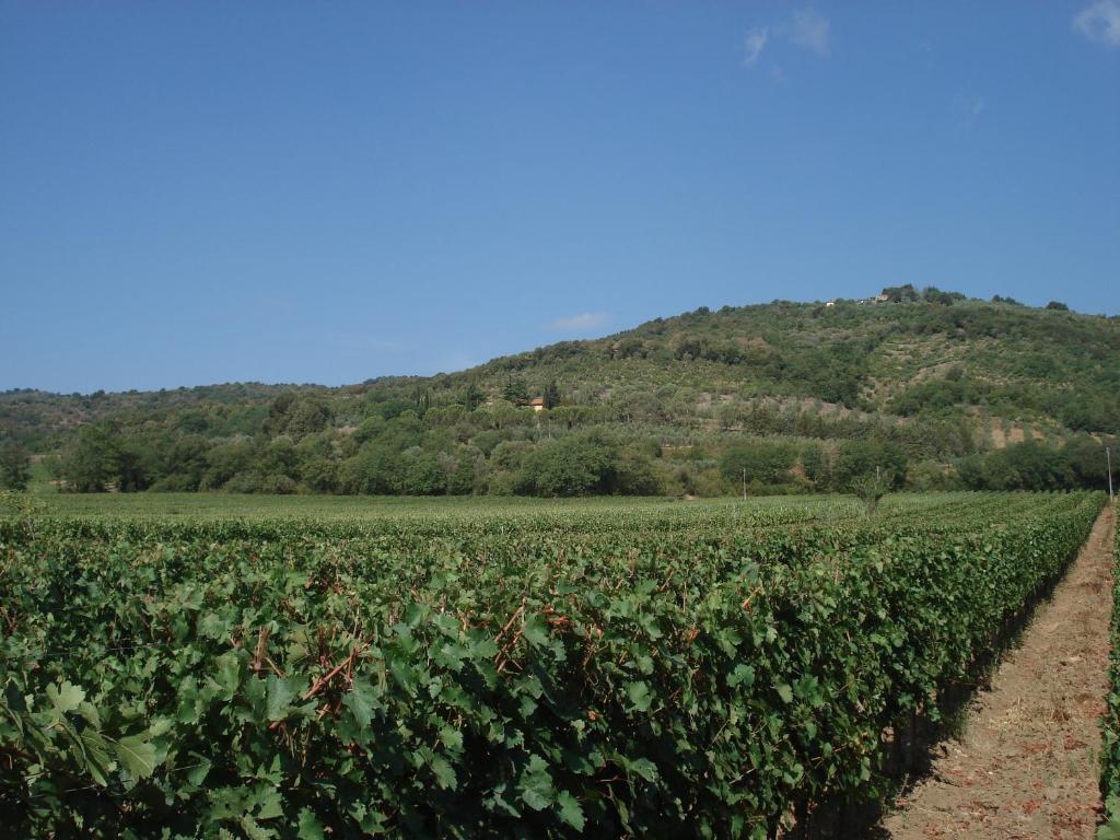Agriturismo La Fontanella & Glamping Suvereto Zewnętrze zdjęcie